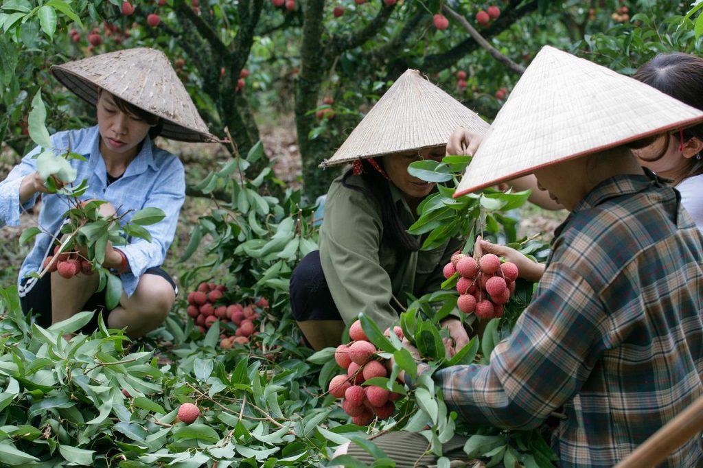 lychee, fruits, farmers-6549903.jpg